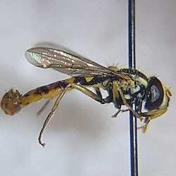 Sphaerophoria interrupta